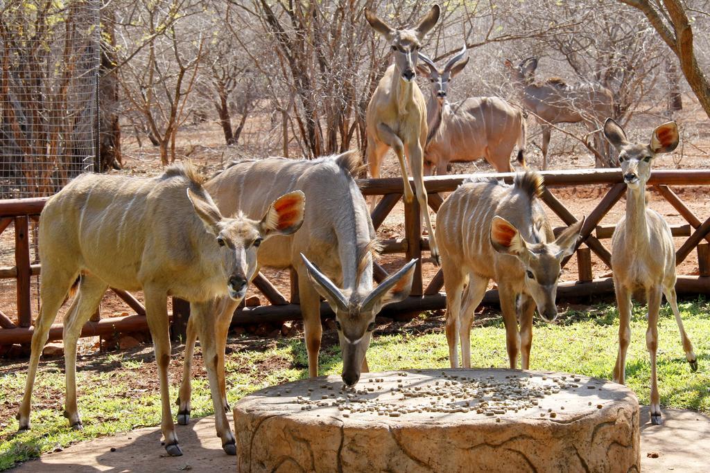 Genet House Holiday Home Marloth Park Bagian luar foto